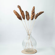 Dried Strobus | Natural