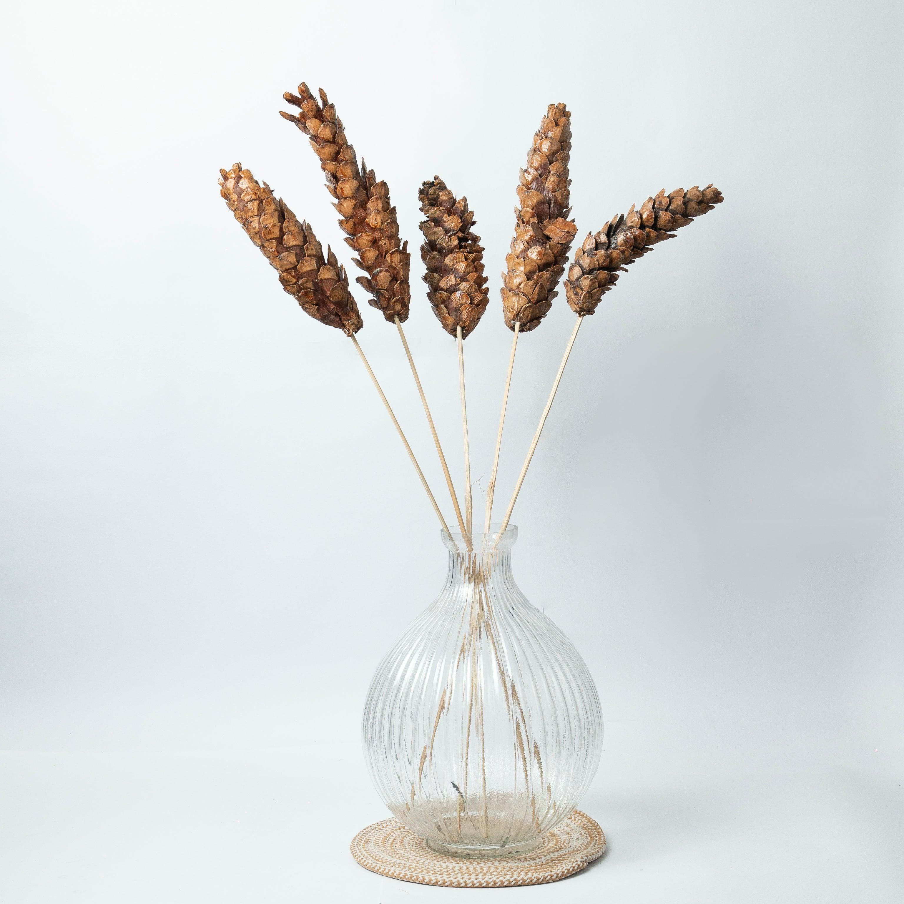 Dried Strobus | Natural