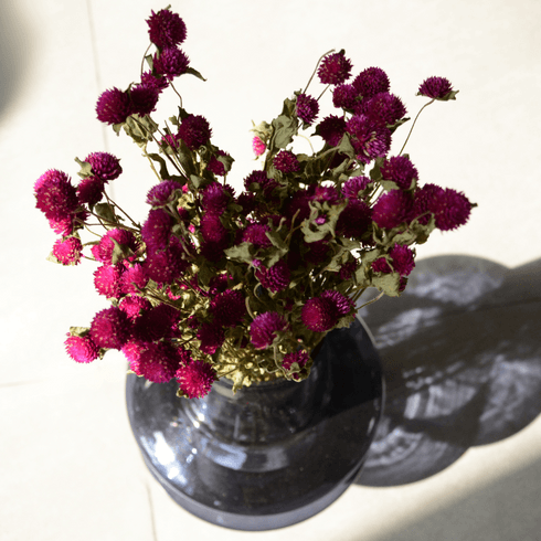 Gomphrena Dried Flower