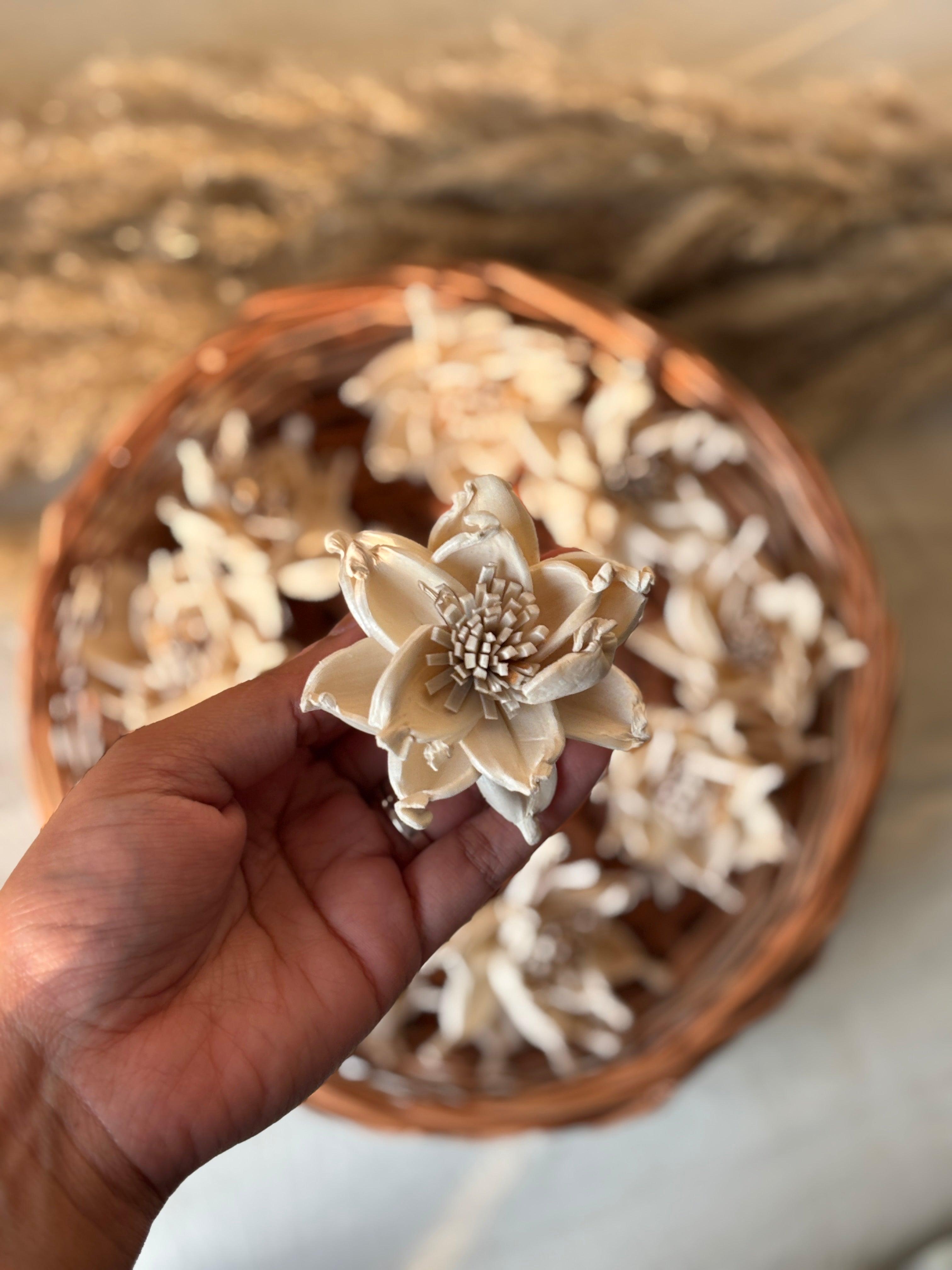 Sola Whistle Flower | White