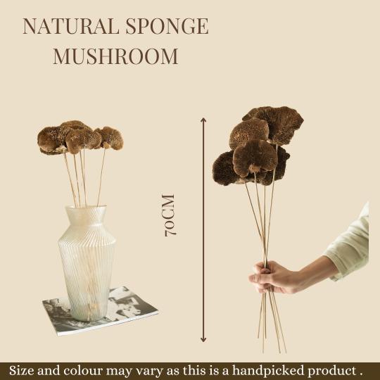 Natural Sponge Mushroom-Set Of 5