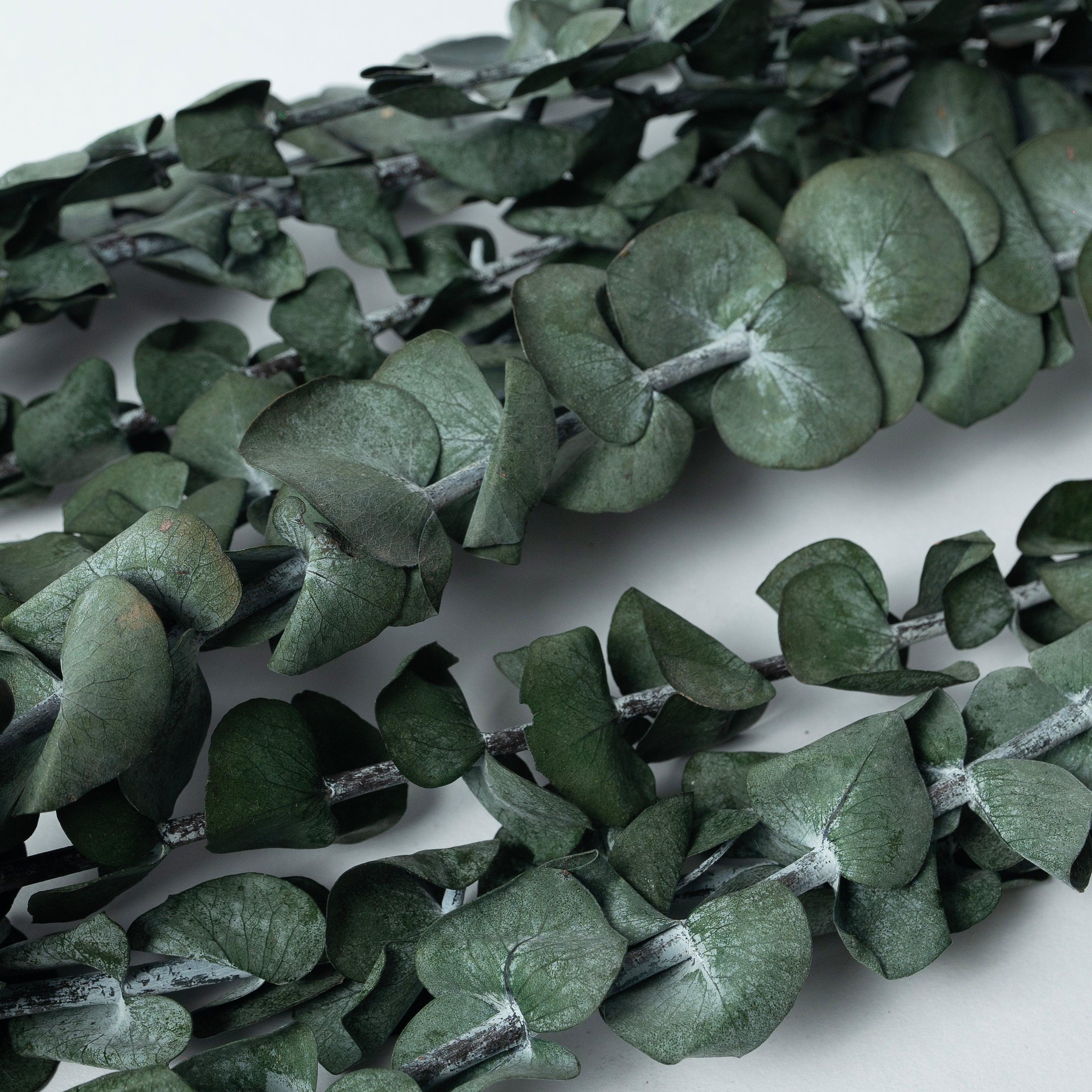 Dried Eucaplytptus | 10 Pcs Sticks