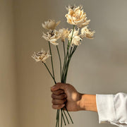 Sola Whistle Flower | White