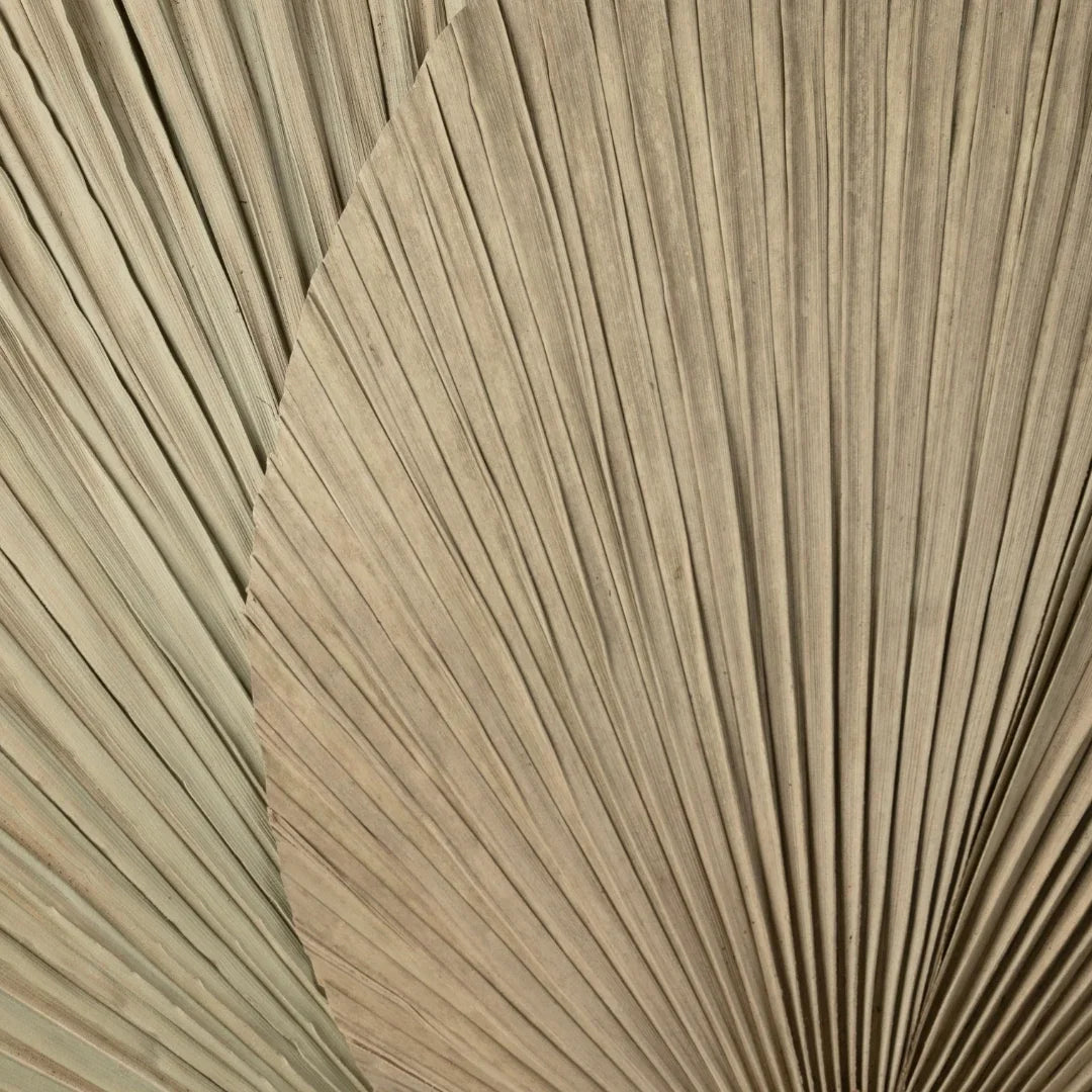 Jumbo Spear Palm | Natural