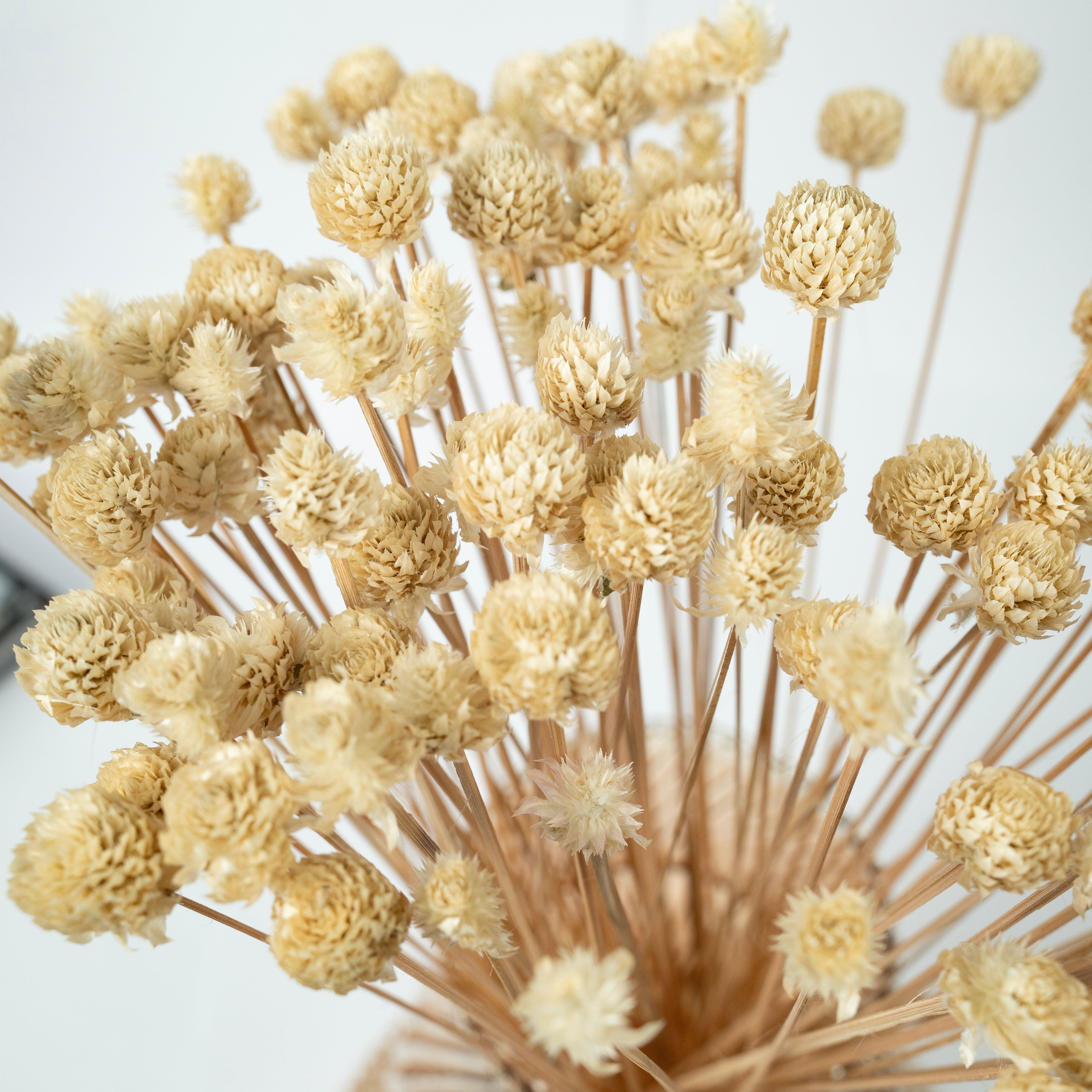 Natural Gomphrena Dried Flower | White
