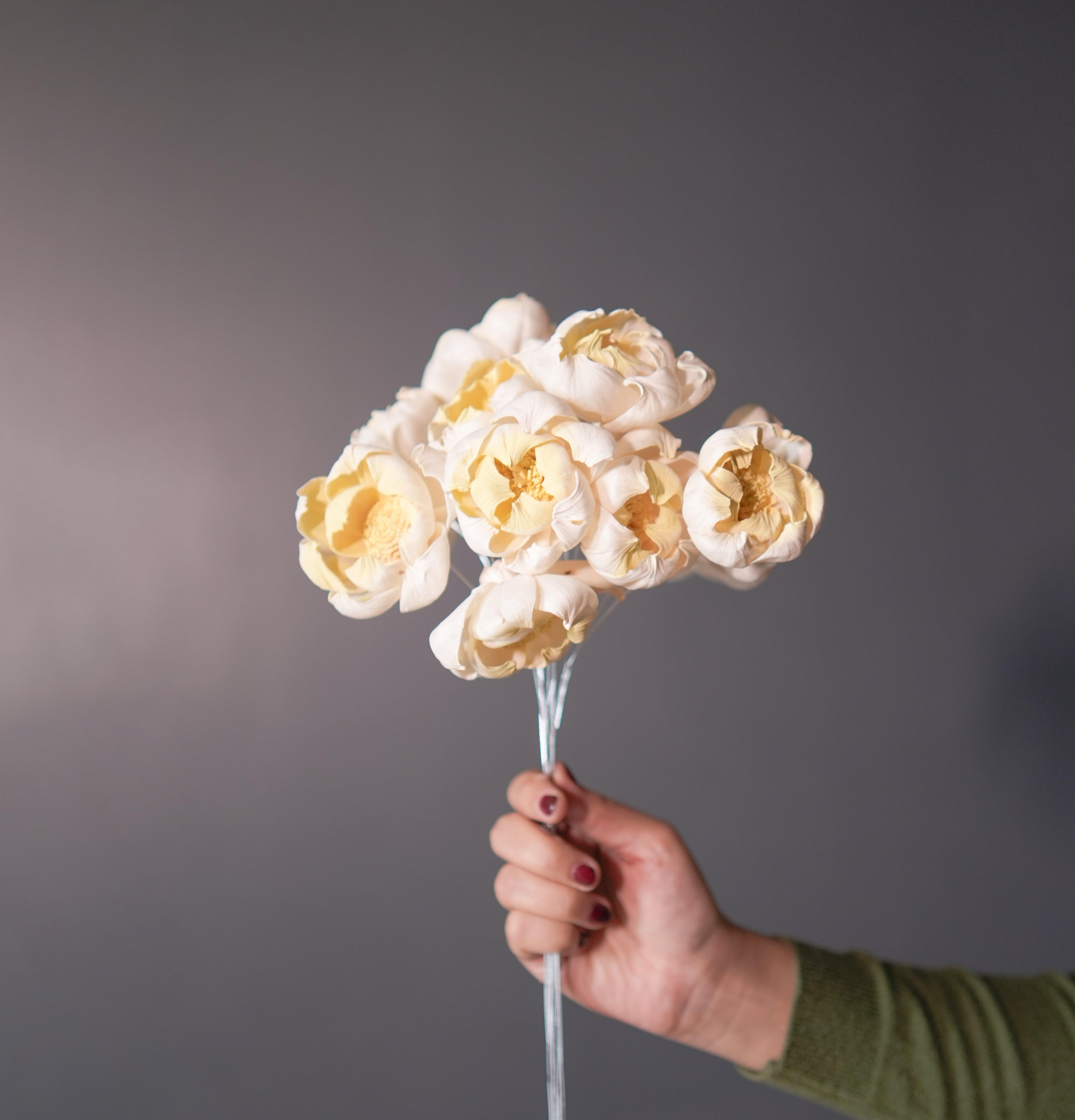 Dual Shade Sola Peony