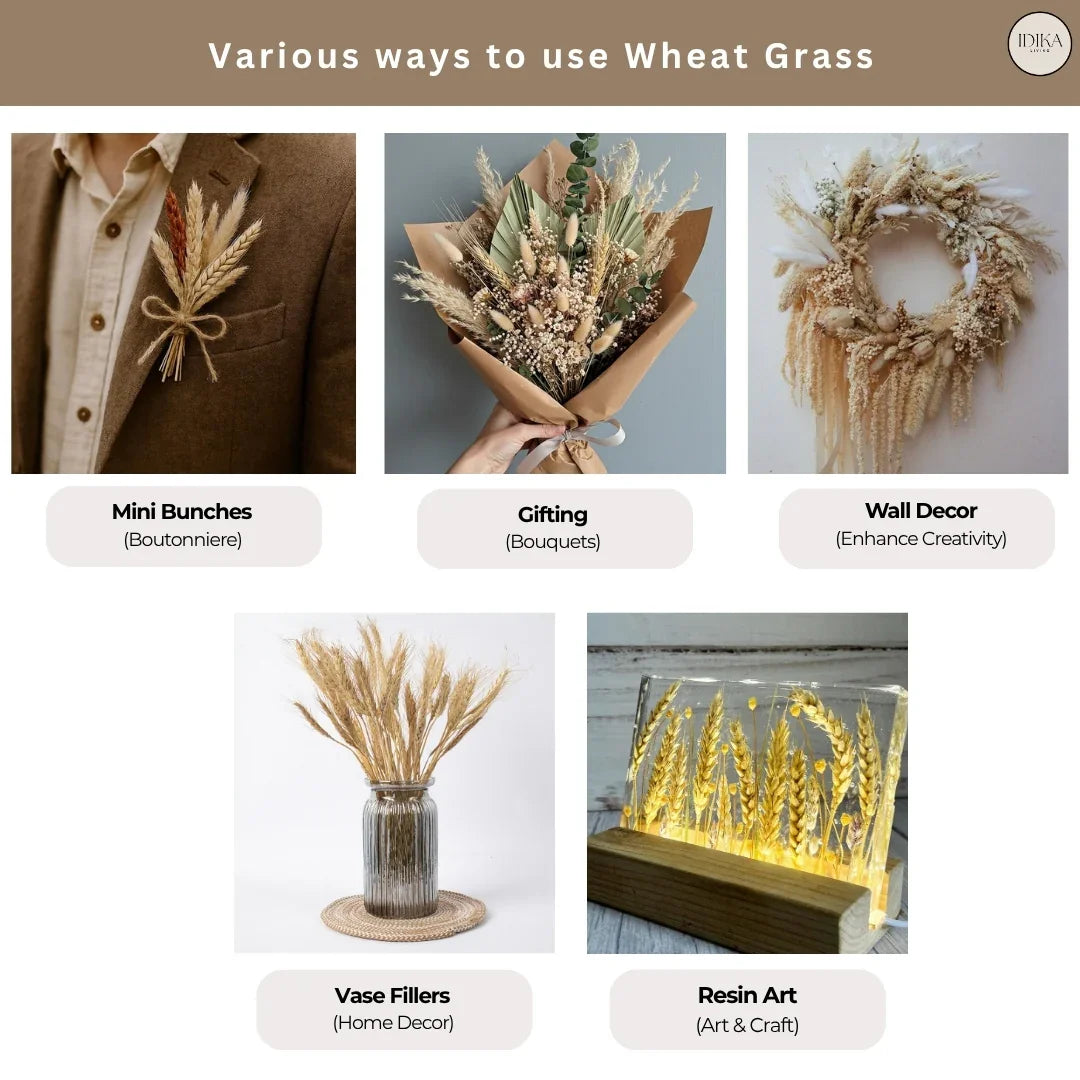 Wheat Grass | Natural