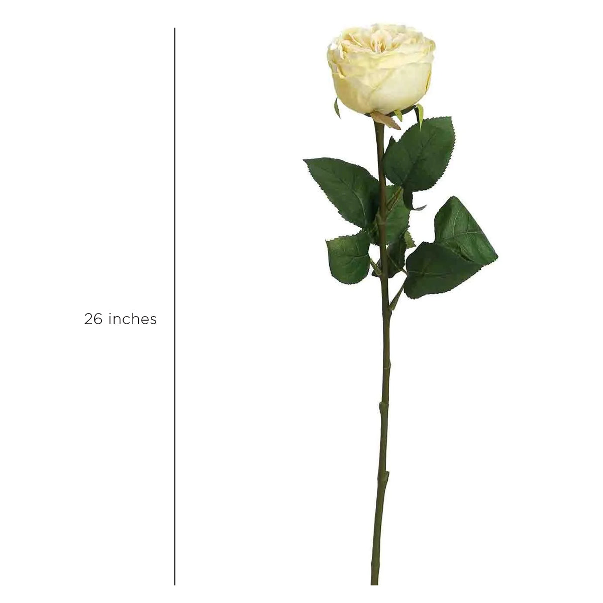 Peking Cabbage Rose With Leaves Light