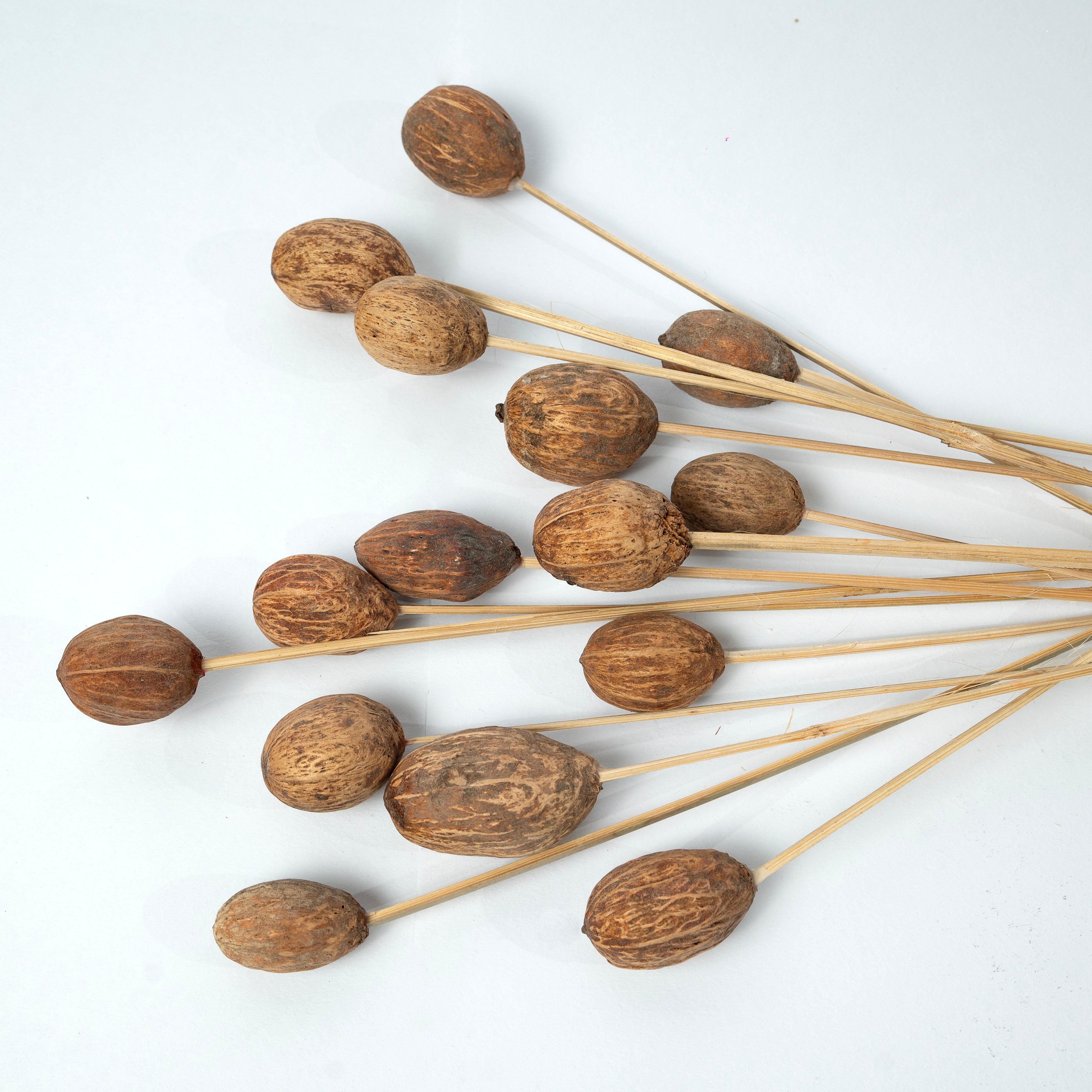 Brown Amra Dried Flower Bunch | Natural Dried Amra Pods for Home Decor | Set of 15 Sticks