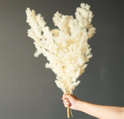 Asparagus Fern-White Dried Flowers fro Vase