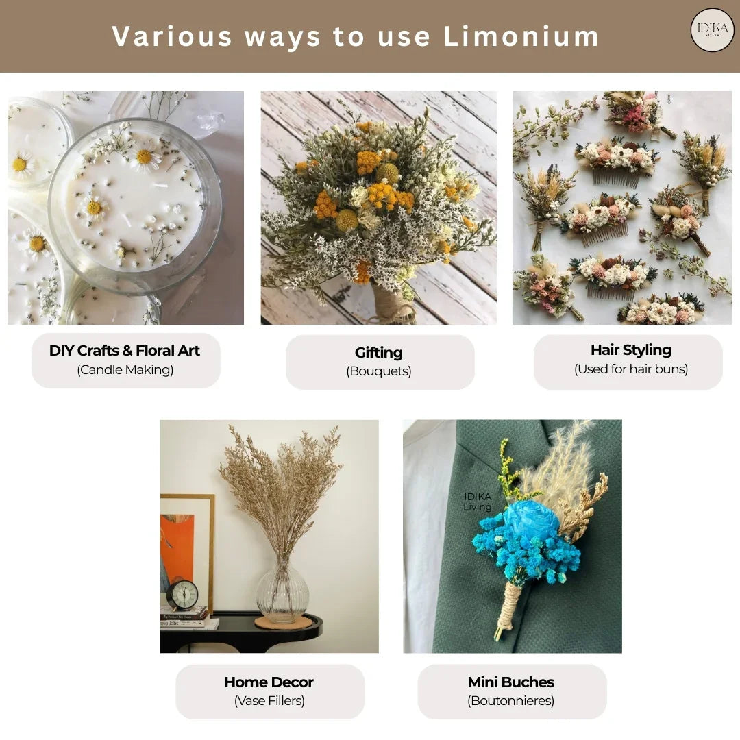 Limonium | Green