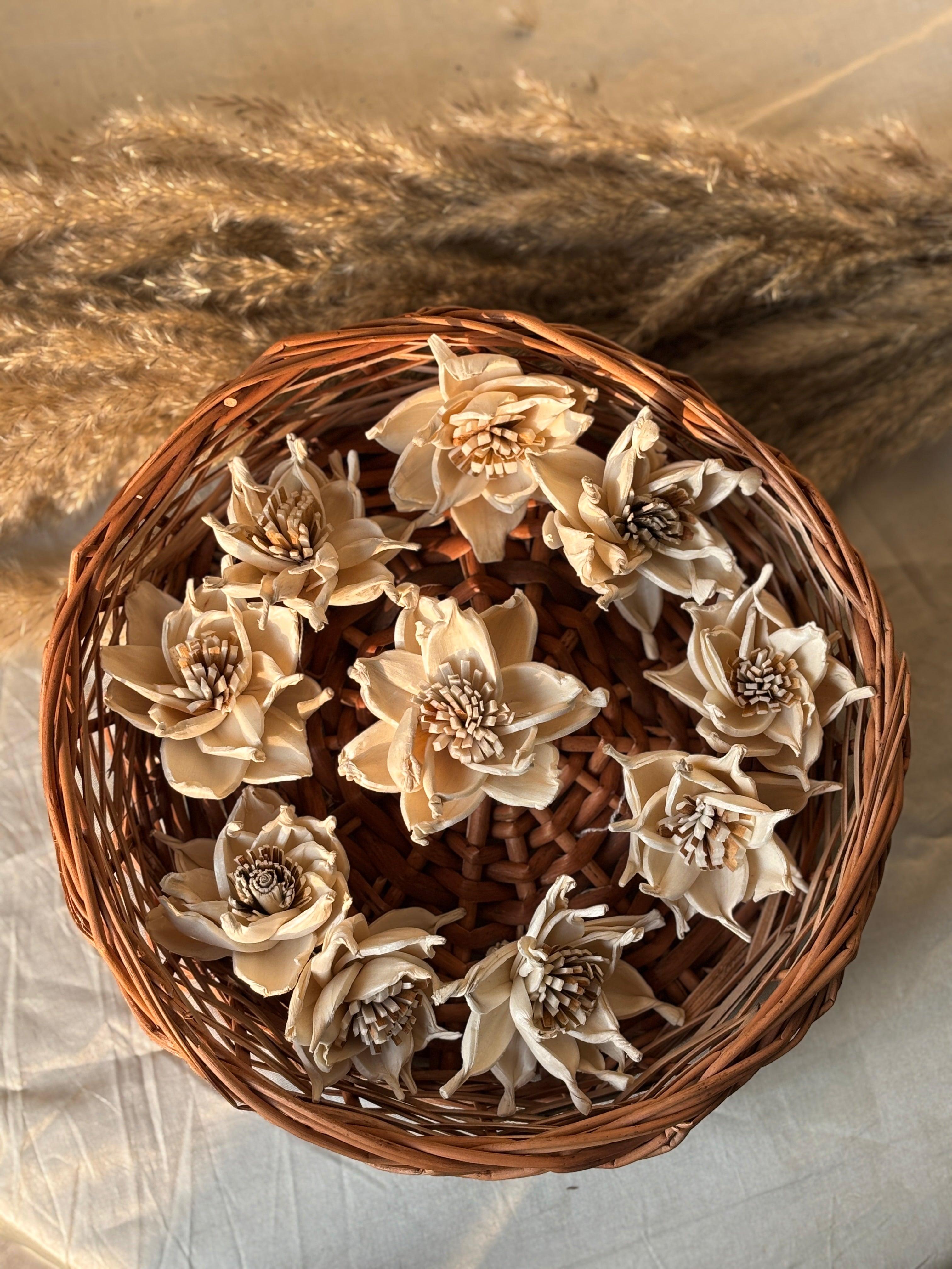 Sola Whistle Flower | White