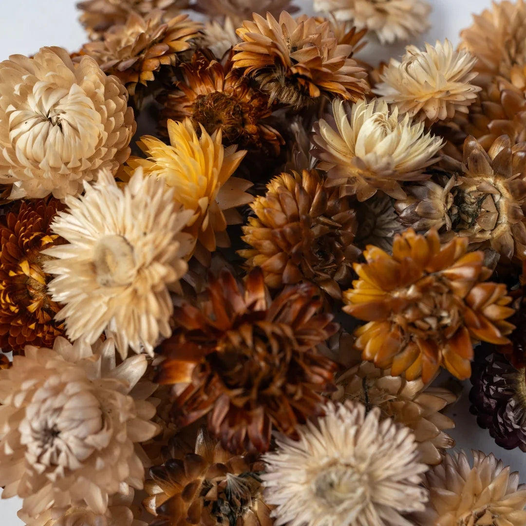 Straw Flowers | Multicolor