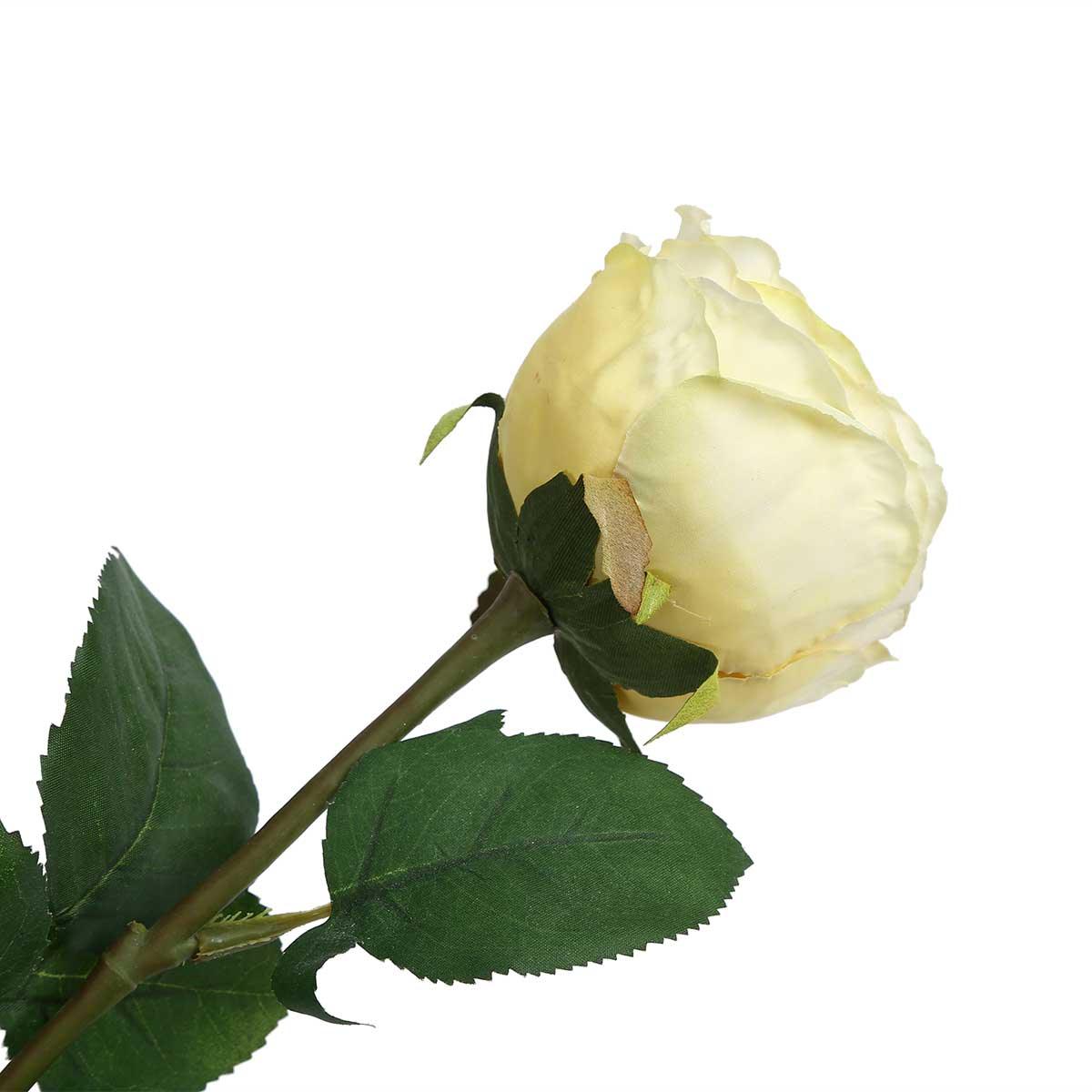 Peking Cabbage Rose With Leaves Light