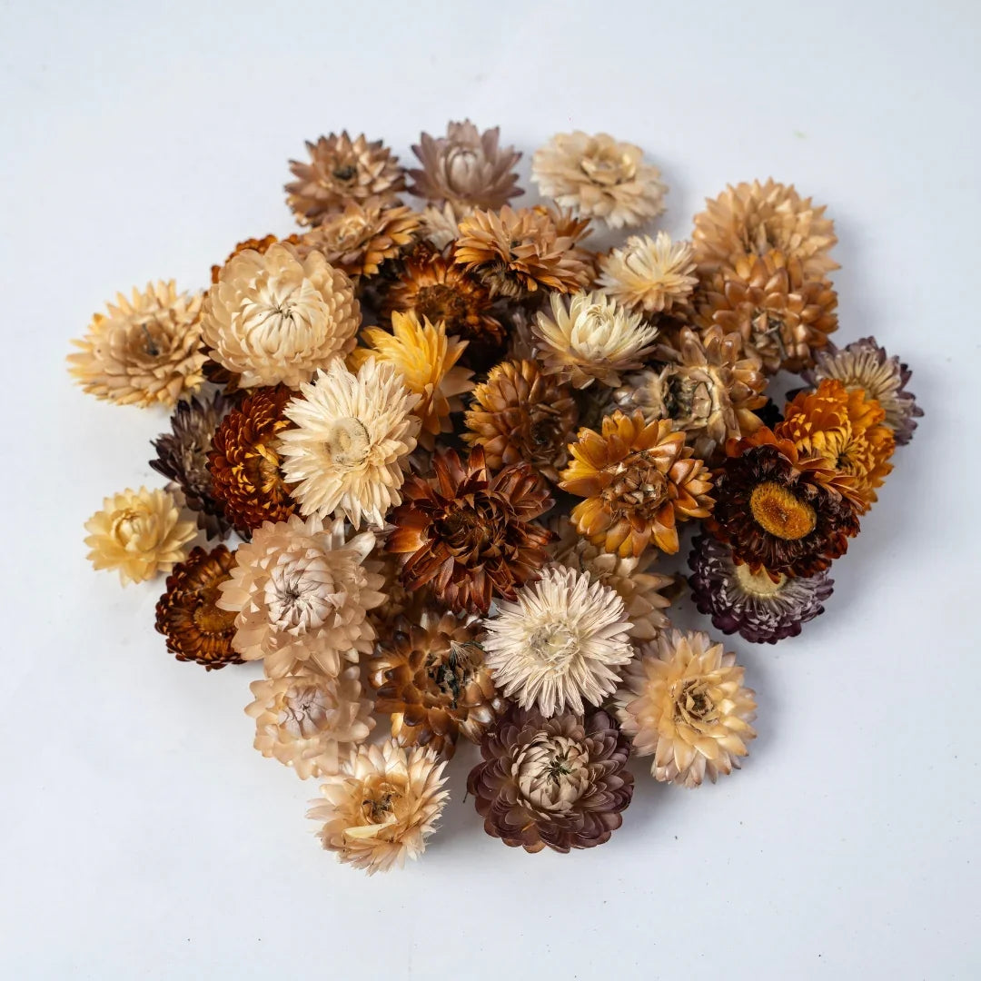Straw Flowers | Multicolor