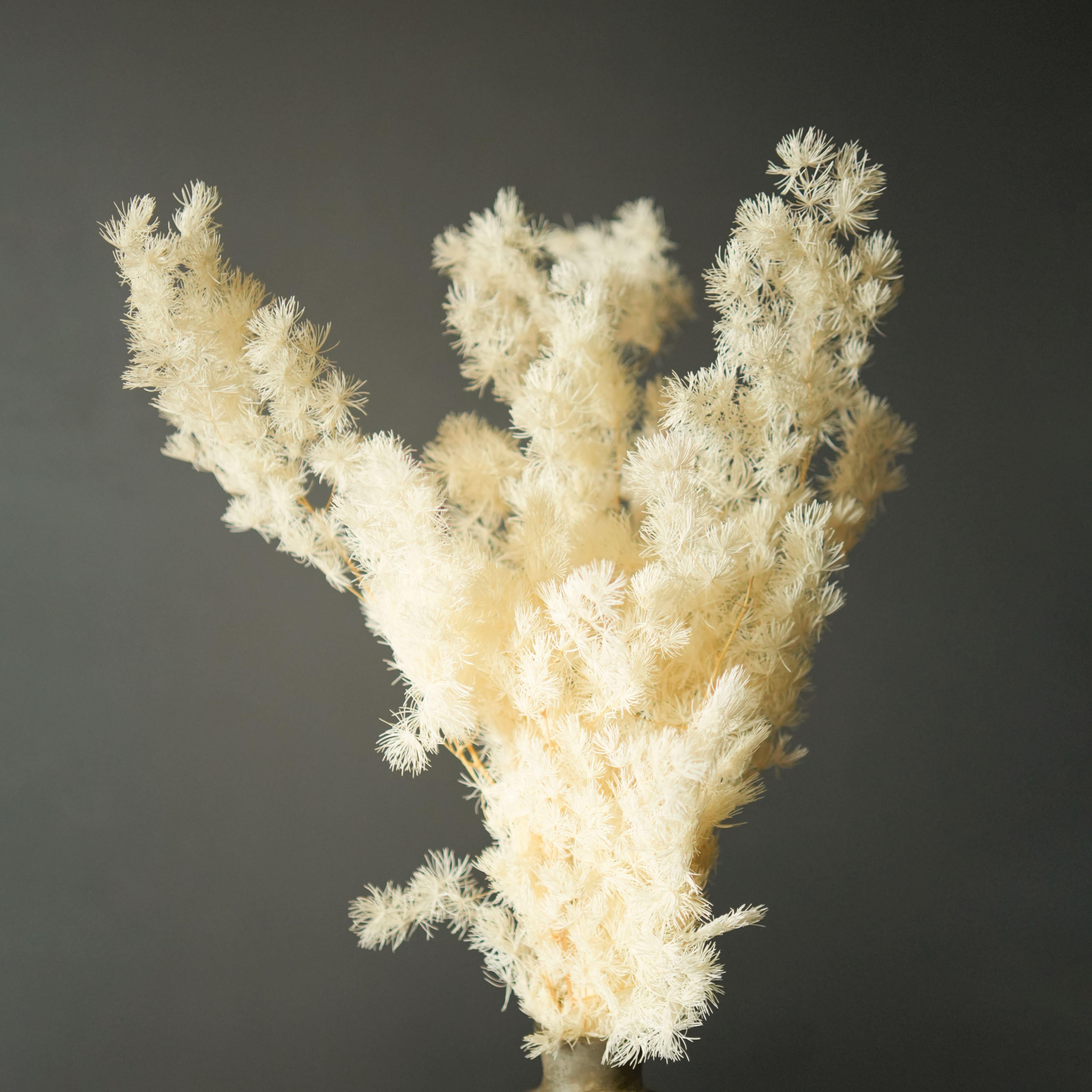 Asparagus Fern-White