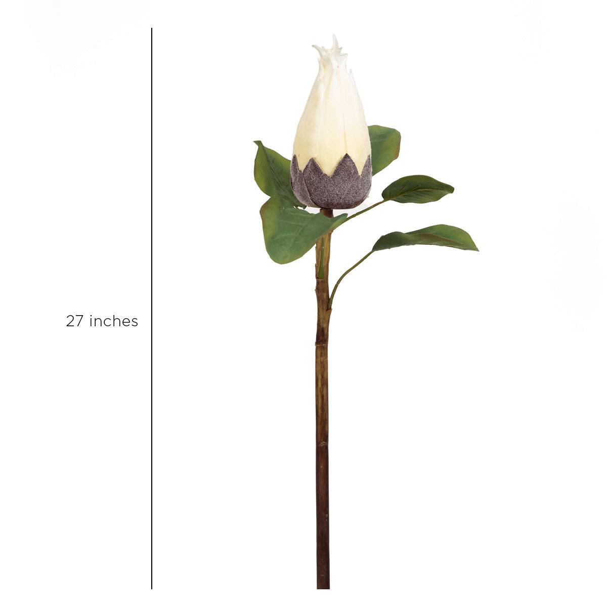Protea Flower Bud