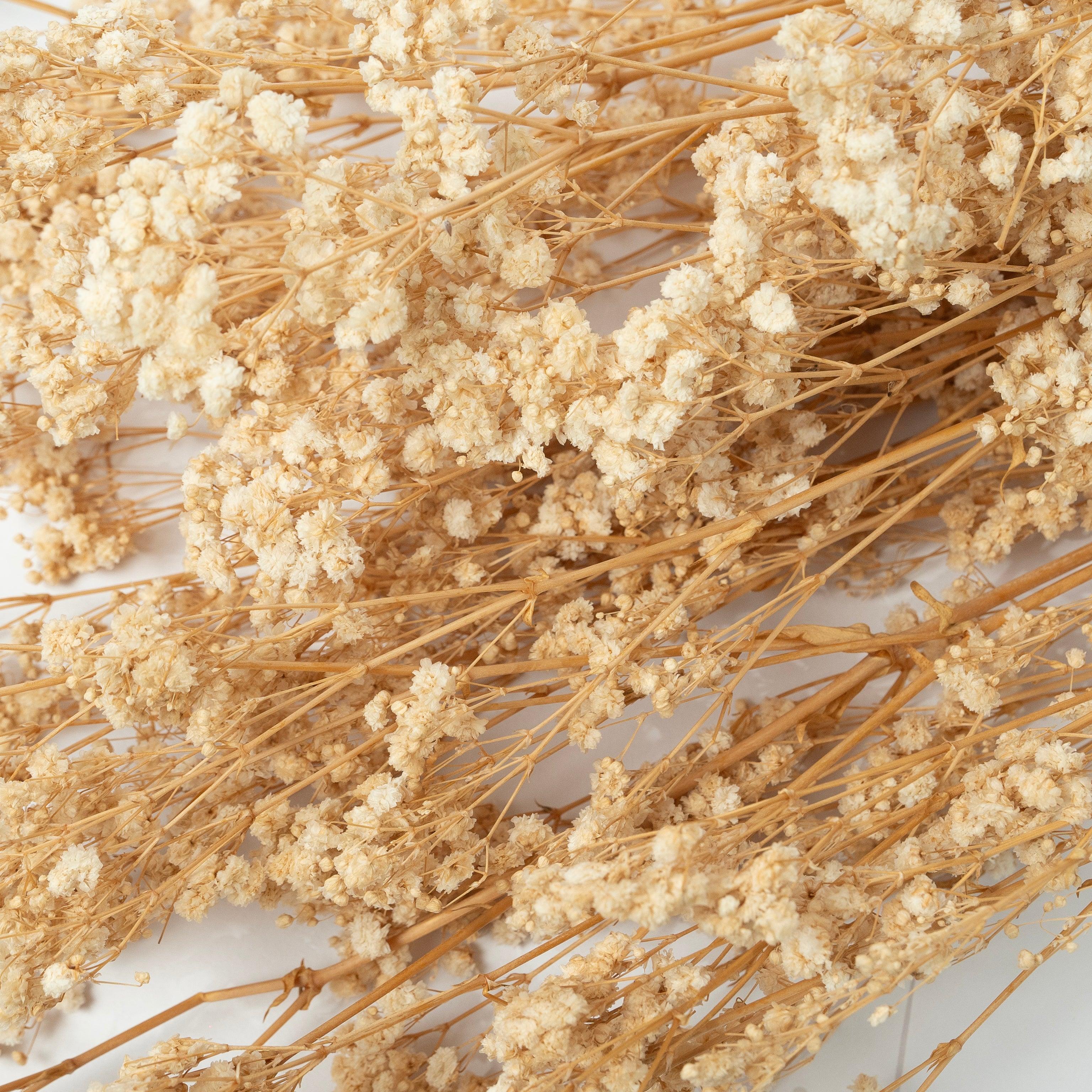 Preserved Baby's Breath-Natural