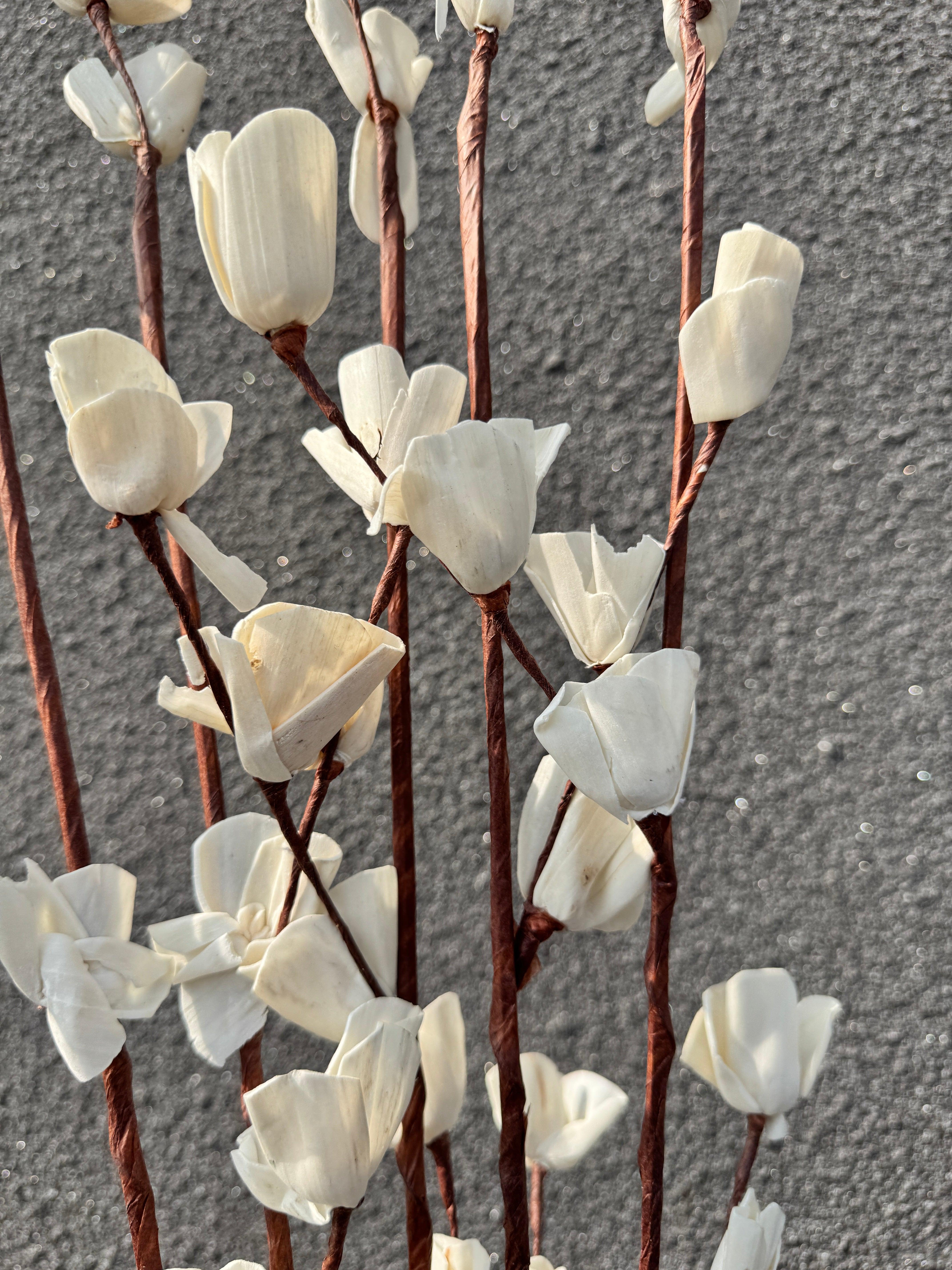 Sola Lily | Brown & White