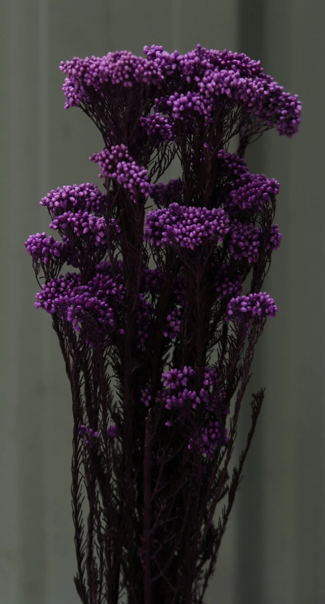 Rice flower