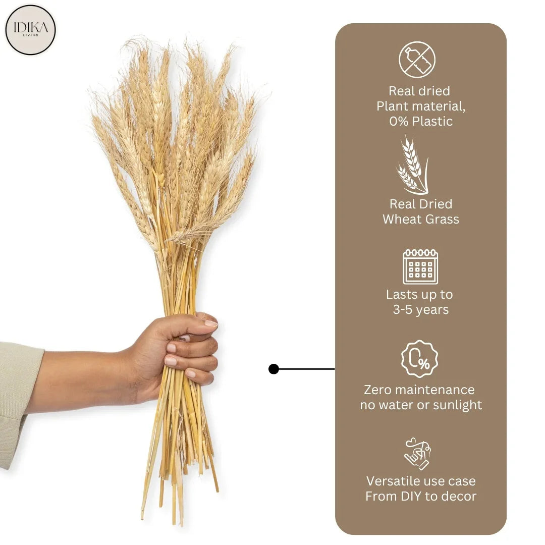 Wheat Grass | Natural