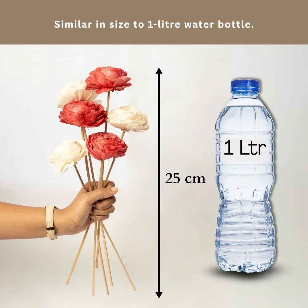 Beauty Rose - 8 cm | Red and White