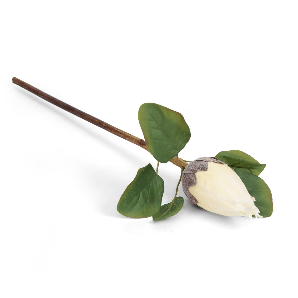 Protea Flower Bud