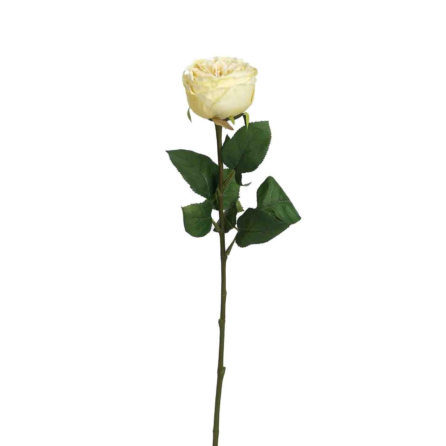 Peking Cabbage Rose With Leaves Light