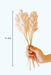 Buy Dried Flowers & Fragrance - Akondo Stick by Arte Casa on IKIRU online store