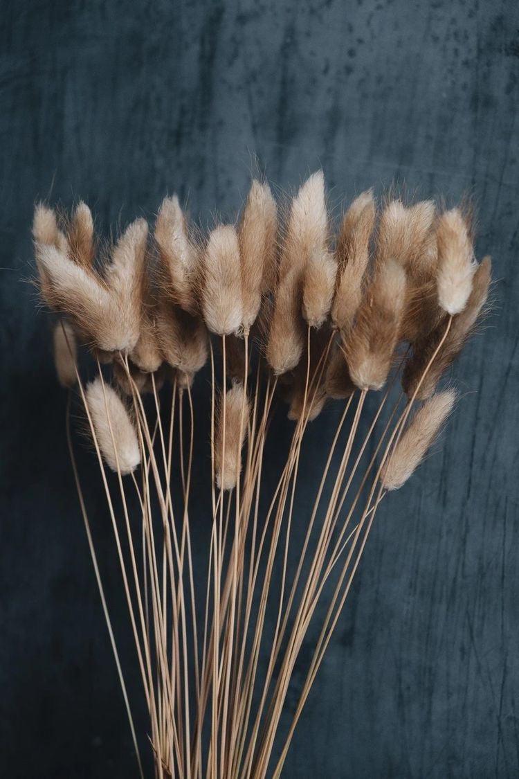 Buy Dried Flowers & Fragrance - Brown Bunny Tails Naturally Dried Flower Stick Set of 30 For Home Decor by Arte Casa on IKIRU online store
