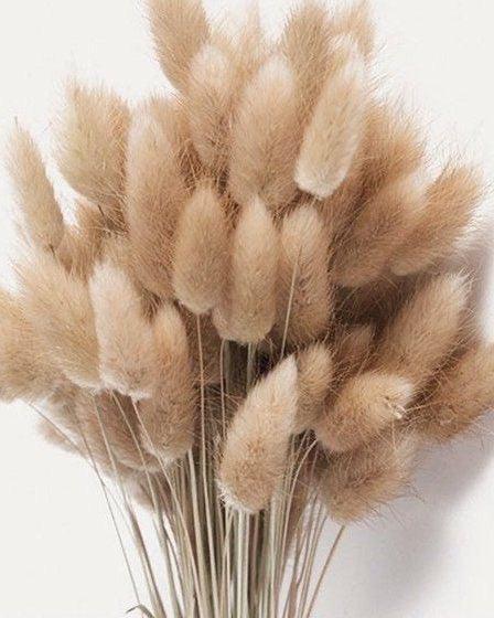 Buy Dried Flowers & Fragrance - Brown Bunny Tails Naturally Dried Flower Stick Set of 30 For Home Decor by Arte Casa on IKIRU online store