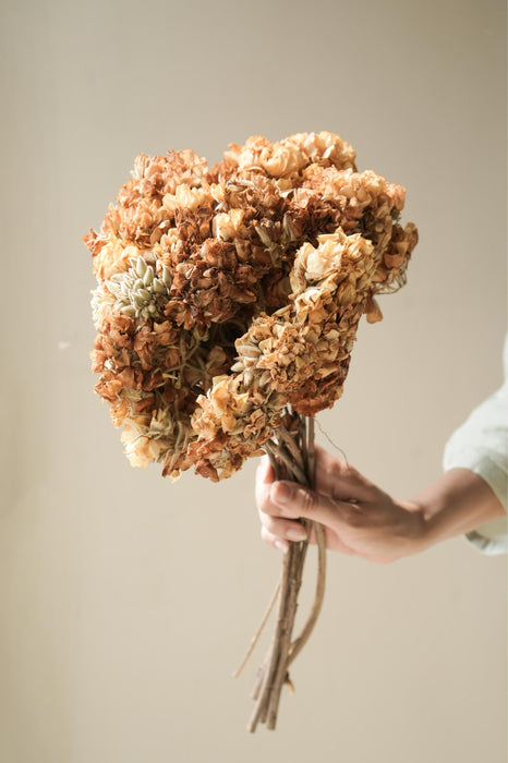 Buy Dried Flowers & Fragrance - Dombeya Flower Bunch by Arte Casa on IKIRU online store