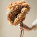 Buy Dried Flowers & Fragrance - Dombeya Flower Bunch by Arte Casa on IKIRU online store