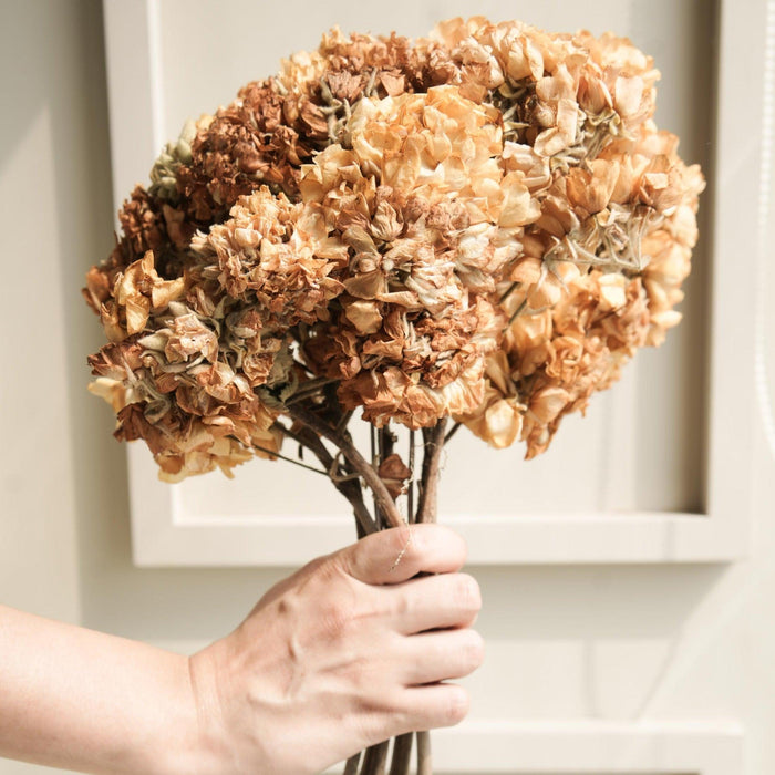 Buy Dried Flowers & Fragrance - Dombeya Flower Bunch by Arte Casa on IKIRU online store