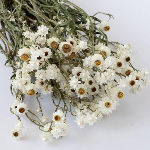 Buy Dried Flowers & Fragrance - Dried flower by Muun Home on IKIRU online store