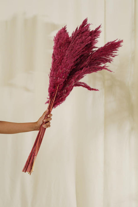 Buy Dried Flowers & Fragrance - Fluffy Pampas Stems | Artificial Flowers for Vase by Purezento on IKIRU online store