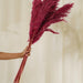 Buy Dried Flowers & Fragrance - Fluffy Pampas Stems | Artificial Flowers for Vase by Purezento on IKIRU online store