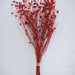 Buy Dried Flowers & Fragrance - Linum Red Flax Bunch | Artificial Flower Decor by IDIKA Living on IKIRU online store