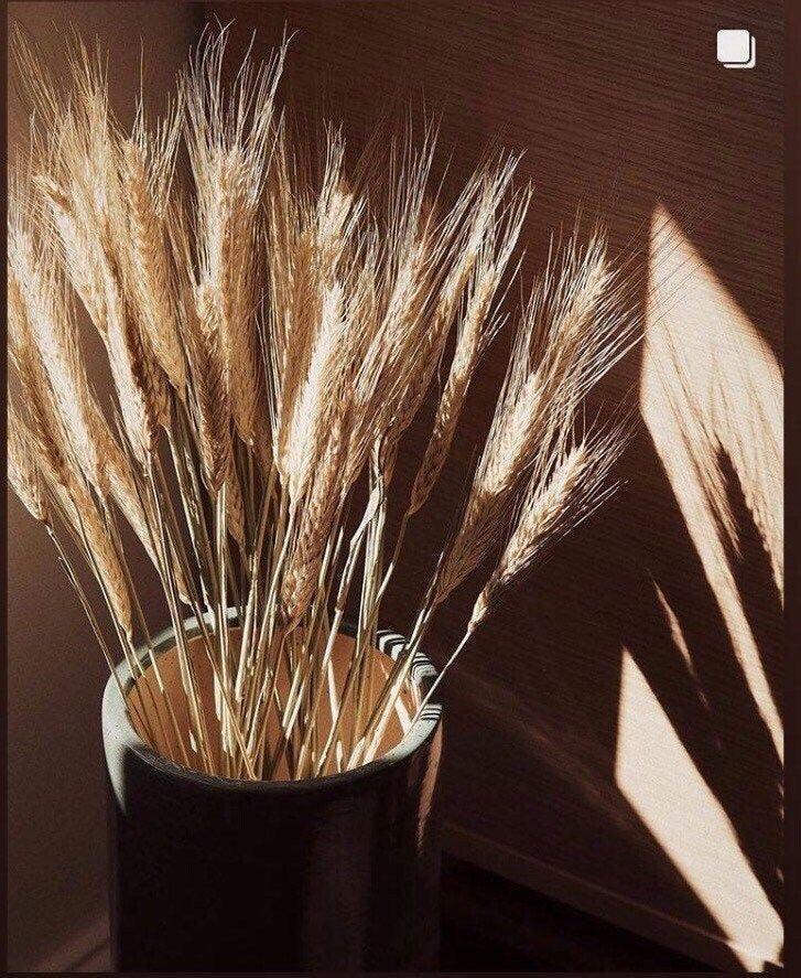 Buy Dried Flowers & Fragrance - Natural Dried Flower Wheat Grass Bouquet Set of 30 For Home Decor by Arte Casa on IKIRU online store