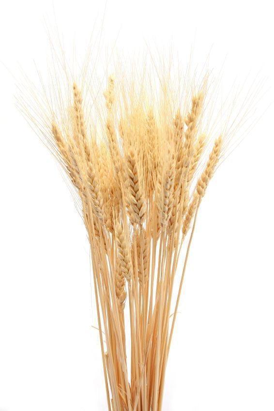 Buy Dried Flowers & Fragrance - Natural Dried Flower Wheat Grass Bouquet Set of 30 For Home Decor by Arte Casa on IKIRU online store