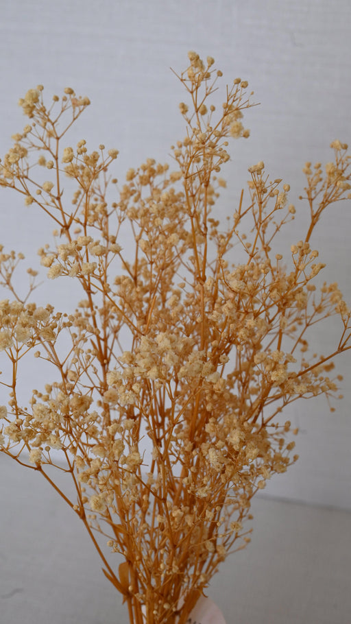 Buy Dried Flowers & Fragrance - Natural preserved Baby's breath by IDIKA Living on IKIRU online store