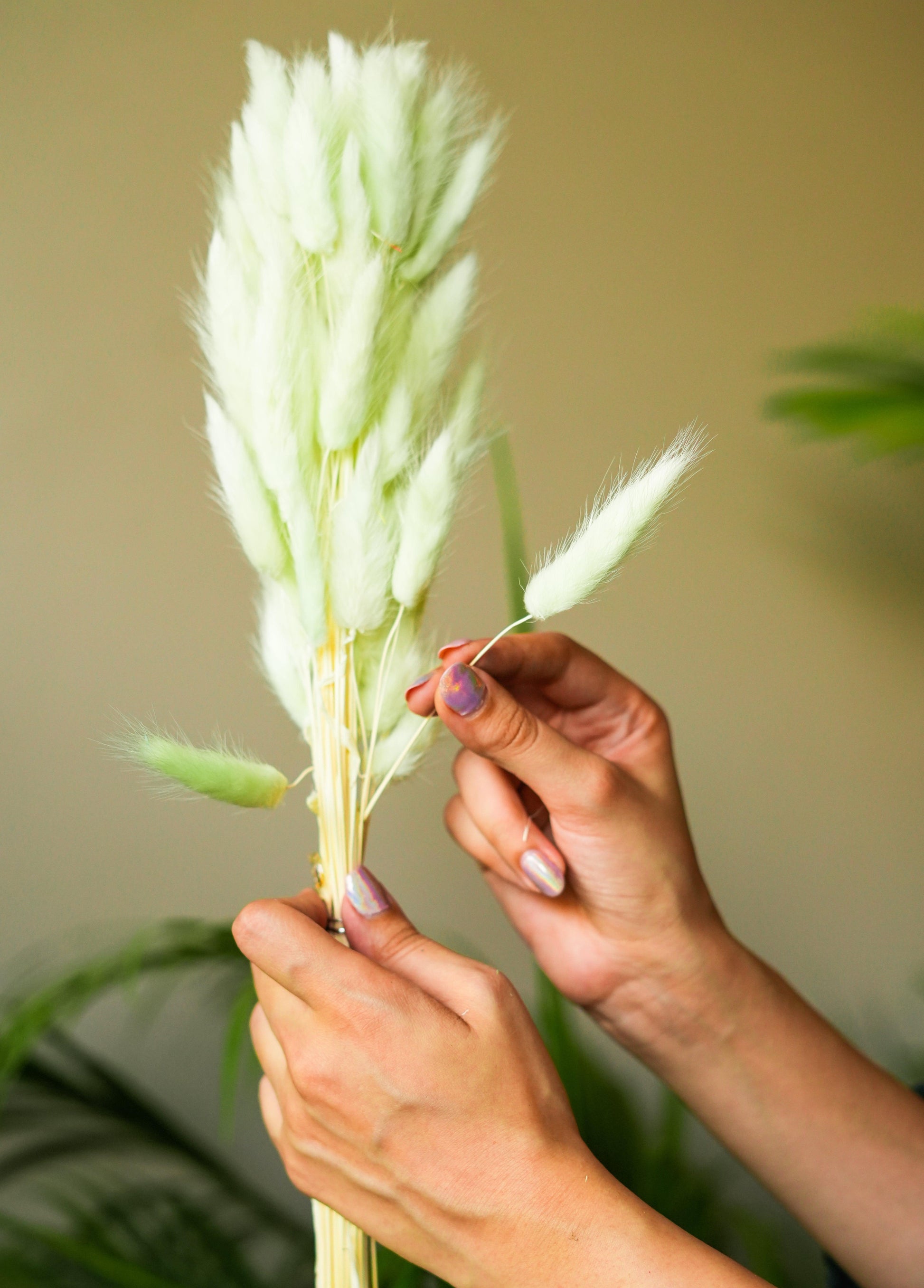 Buy Dried Flowers & Fragrance - Naturally Dried Flower Pampas Bunch | Bunny Tails Bouquet For Home Decor by Arte Casa on IKIRU online store