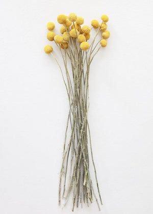 Buy Dried Flowers & Fragrance - Naturally Dried Yellow & Green Billy Ball and Eucalyptus Flower Bunch For Home Decor by Arte Casa on IKIRU online store
