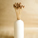 Buy Dried Flowers & Fragrance - Oak Seeds Vase Filler- Set Of 25 by Arte Casa on IKIRU online store