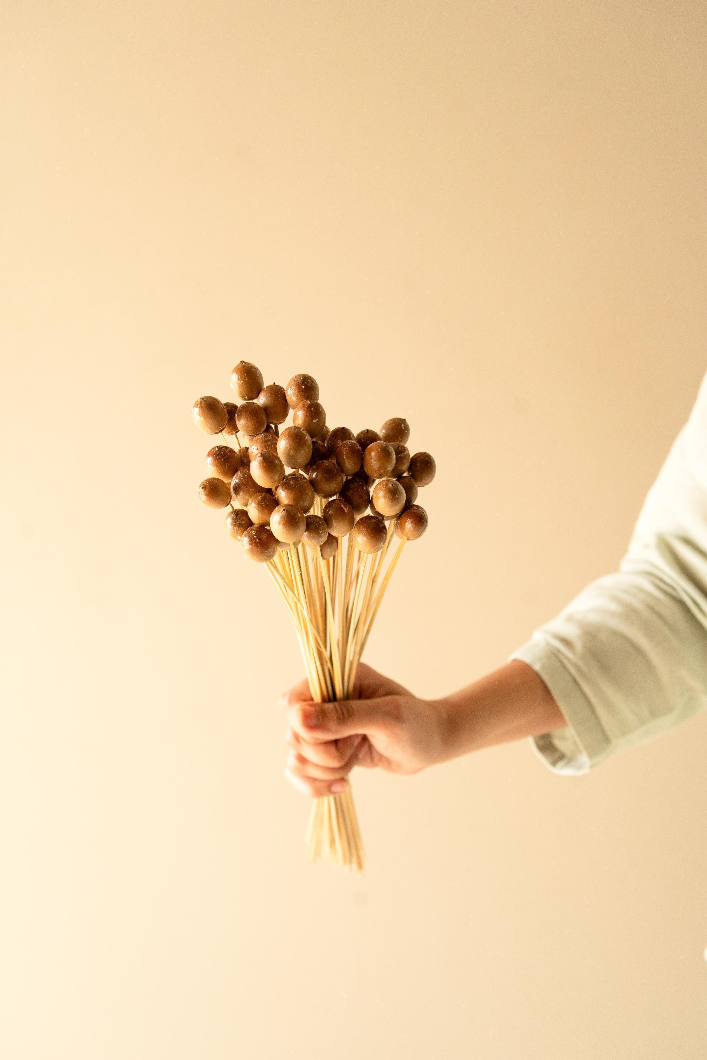 Buy Dried Flowers & Fragrance - Oak Seeds Vase Filler- Set Of 25 by Arte Casa on IKIRU online store