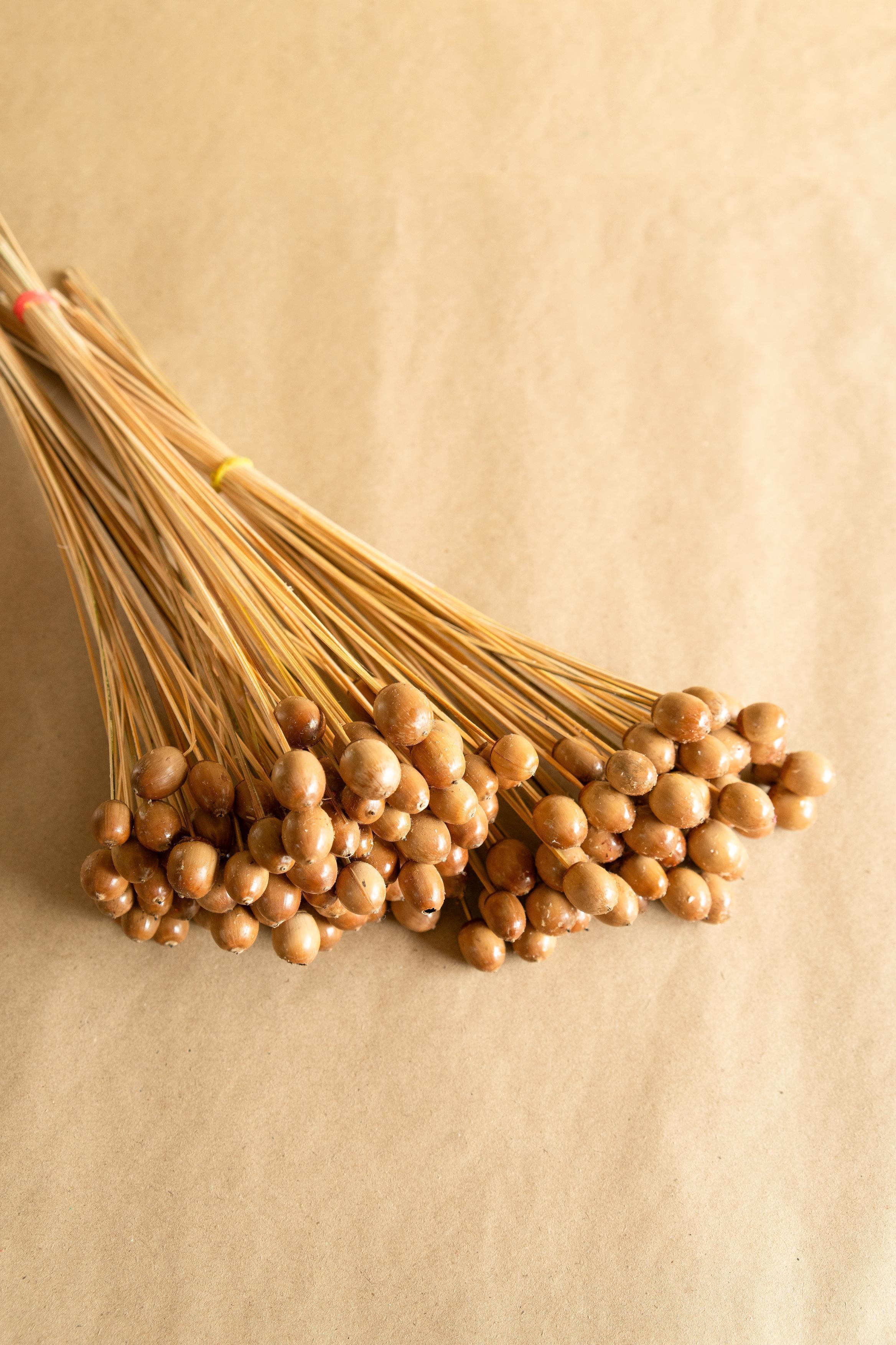 Buy Dried Flowers & Fragrance - Oak Seeds Vase Filler- Set Of 25 by Arte Casa on IKIRU online store