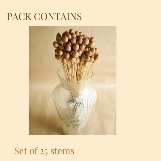 Buy Dried Flowers & Fragrance - Oak Seeds Vase Filler- Set Of 25 by Arte Casa on IKIRU online store