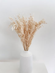Buy Dried Flowers & Fragrance - Oats Grass/Havana Grass by Arte Casa on IKIRU online store