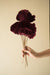 Buy Dried Flowers & Fragrance - Red Sponge Mushroom -Set Of 5 by Arte Casa on IKIRU online store