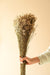 Buy Dried Flowers & Fragrance - Star Grass Vase Filler by Arte Casa on IKIRU online store